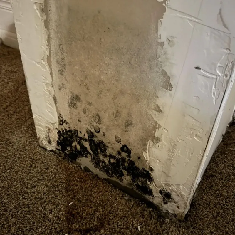 Professional Mold Removal in Oceanside, CA
